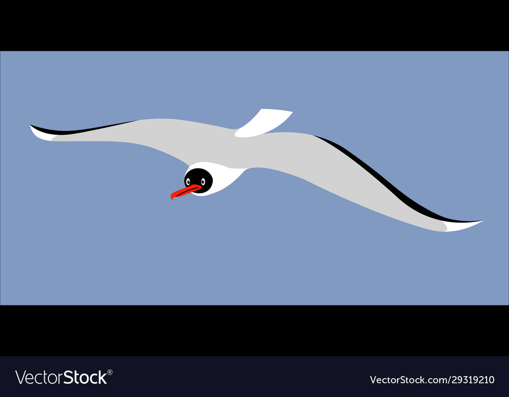 Funny black head seagull flying in blue sky vector image Funny black head seagull flying in blue sky