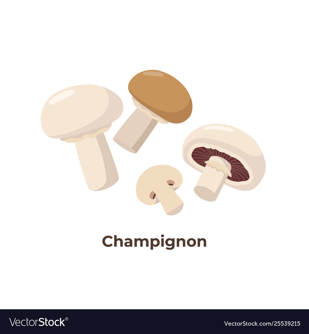 Champignon Pilze isoliert auf weißem Hintergrund vector image Champignon Pilze isoliert auf weißem Hintergrund