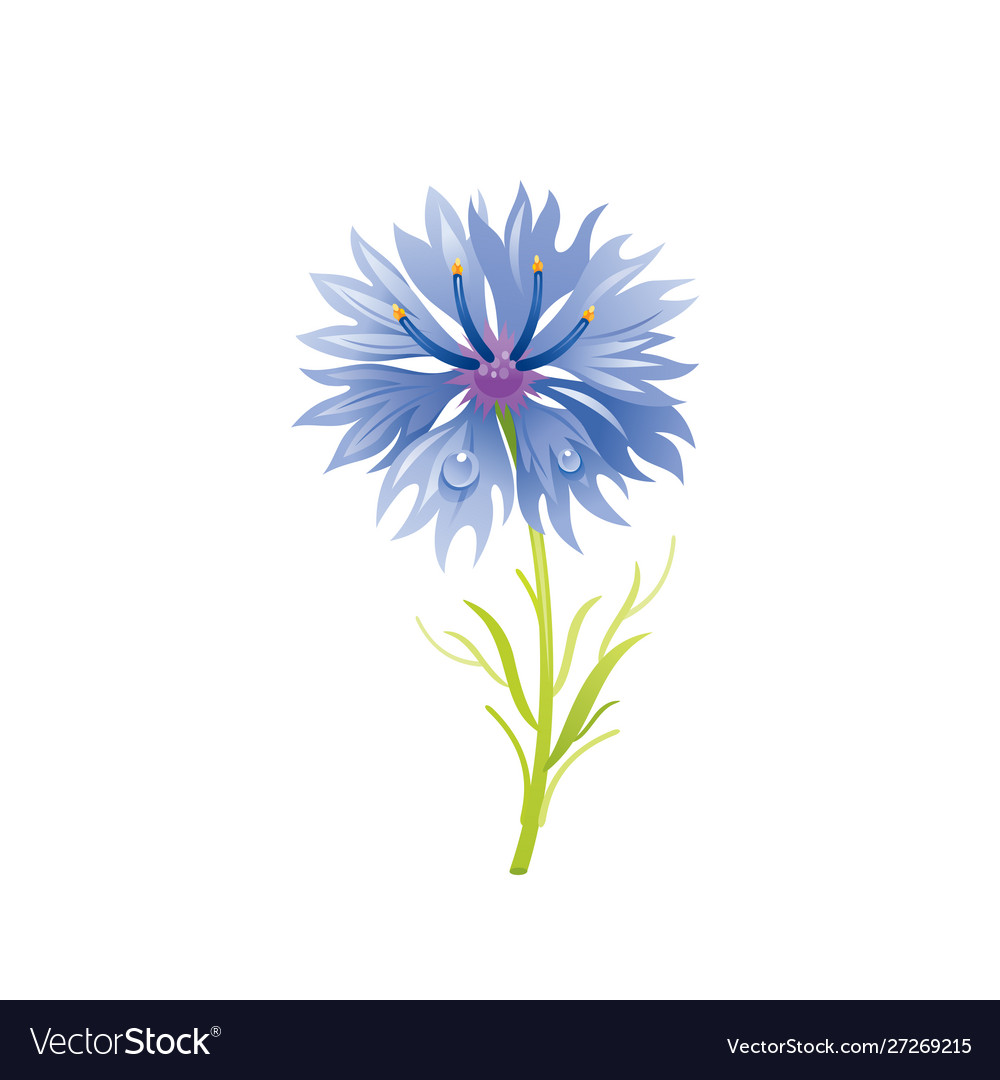 Cornflower flower floral icon realistic cartoon