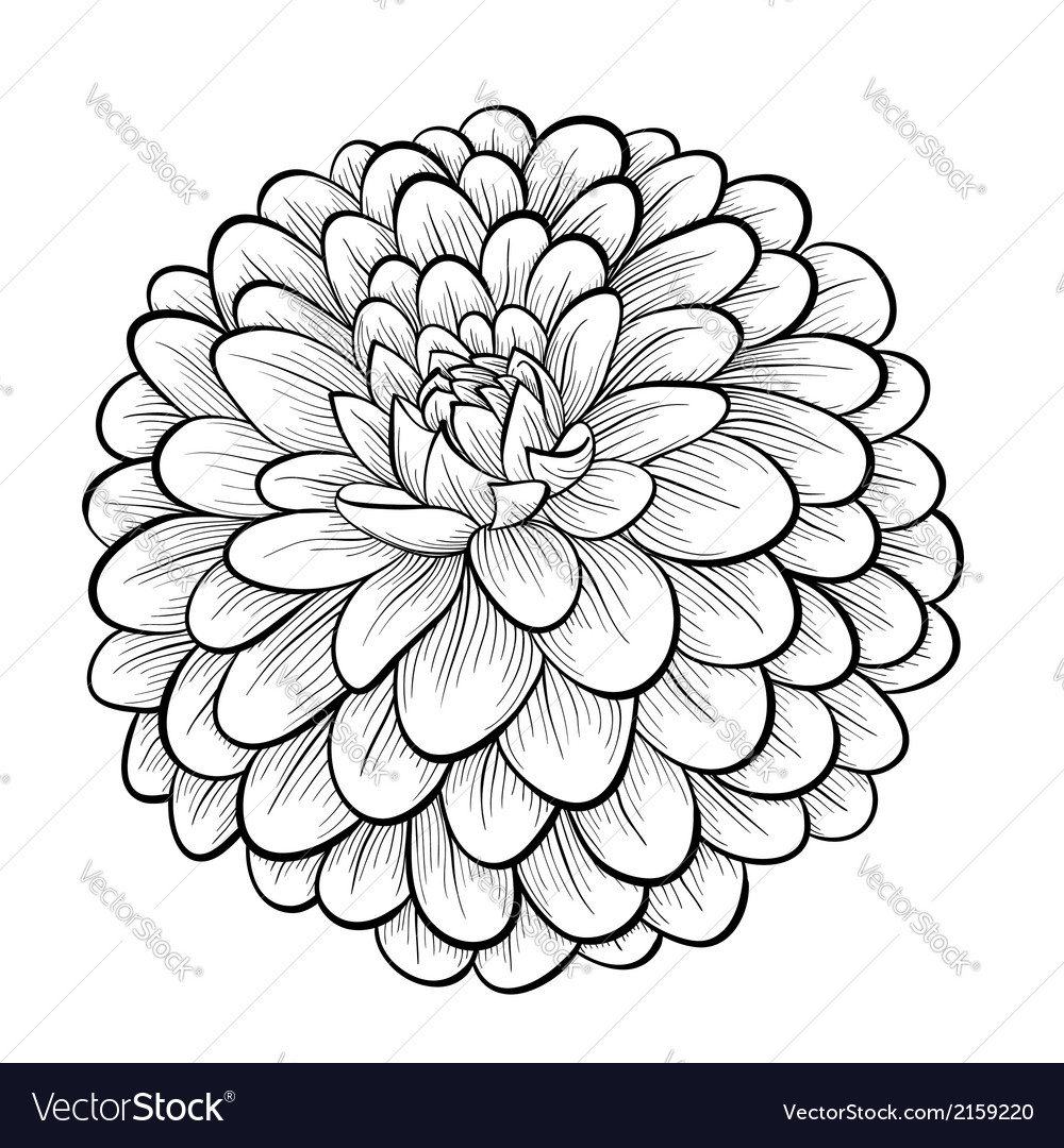 white dahlia drawing