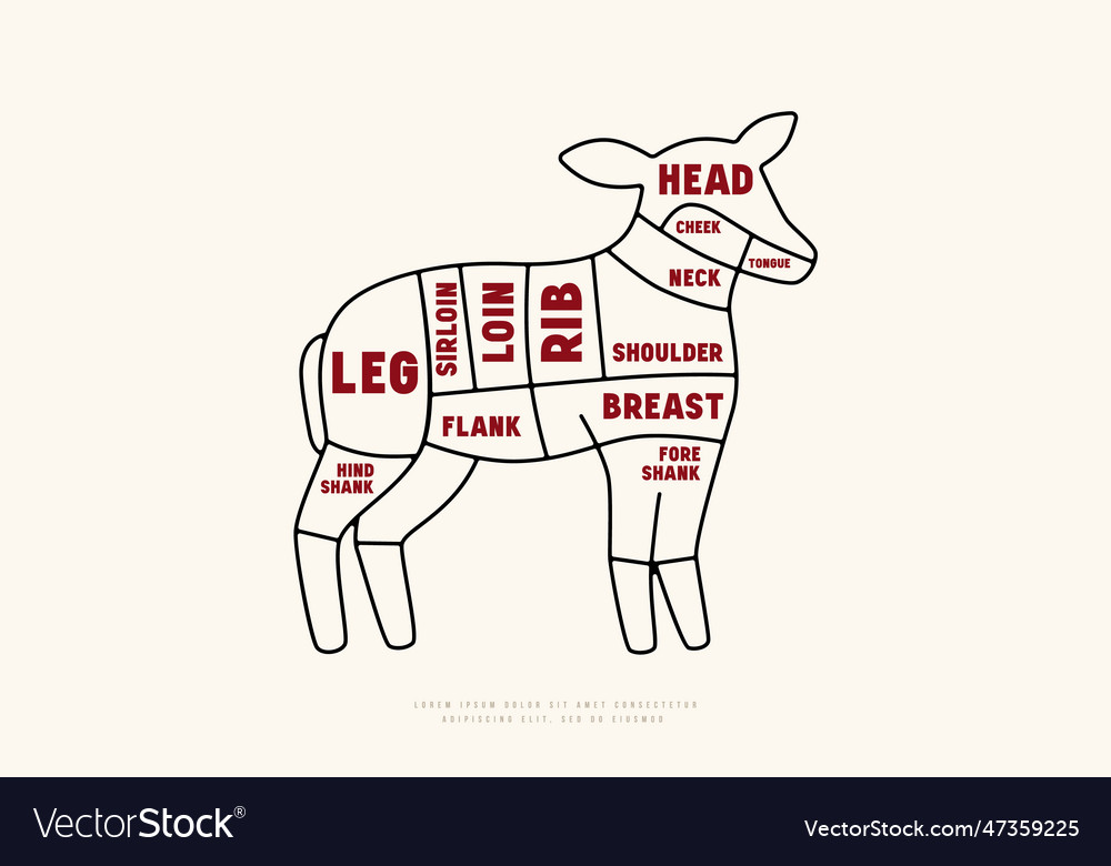 Lamb cuts diagram in thin line style Royalty Free Vector