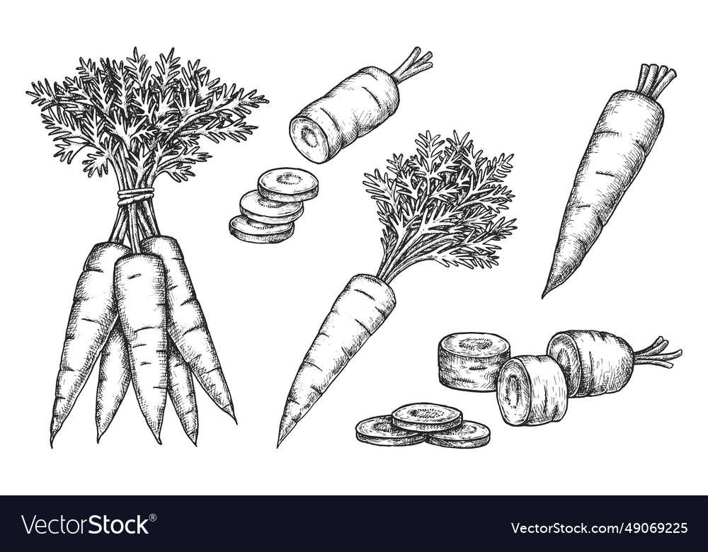 Set carrot sketches isolated vegetable Royalty Free Vector