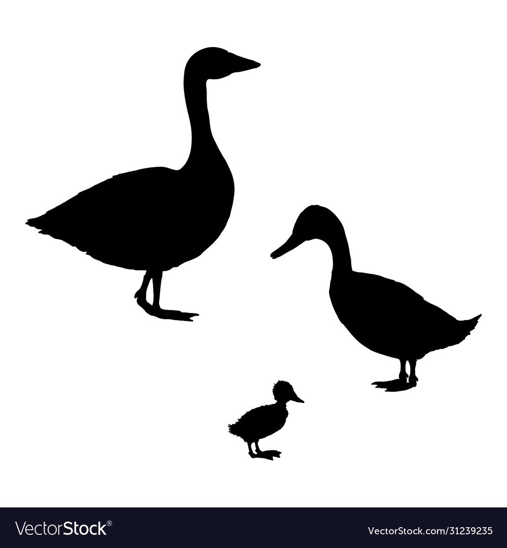 Silhouette duck goose and duckling