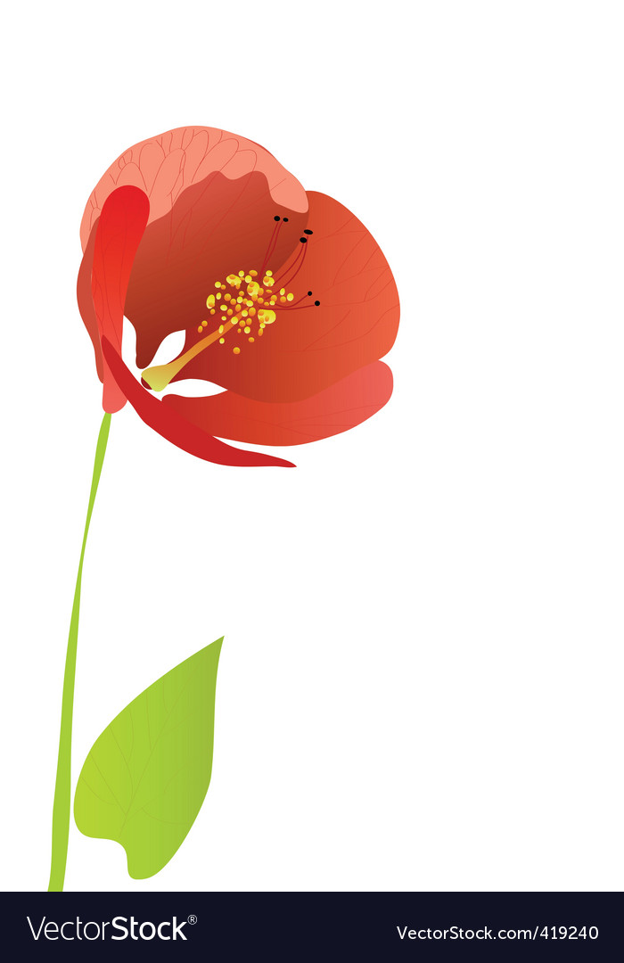 Abutilon Royalty Free Vector Image - VectorStock