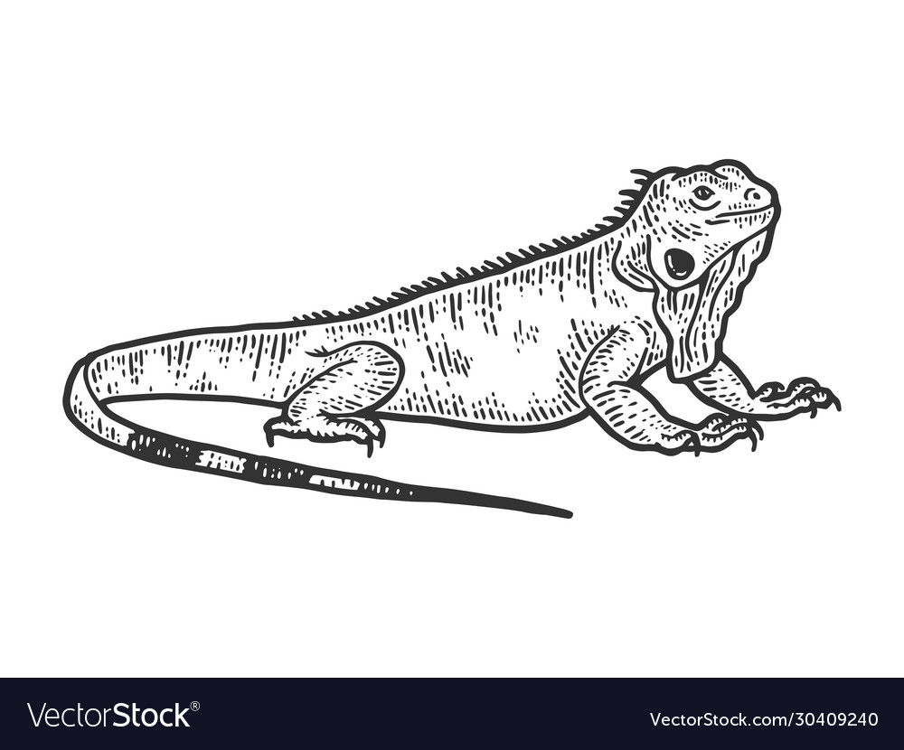 Iguana