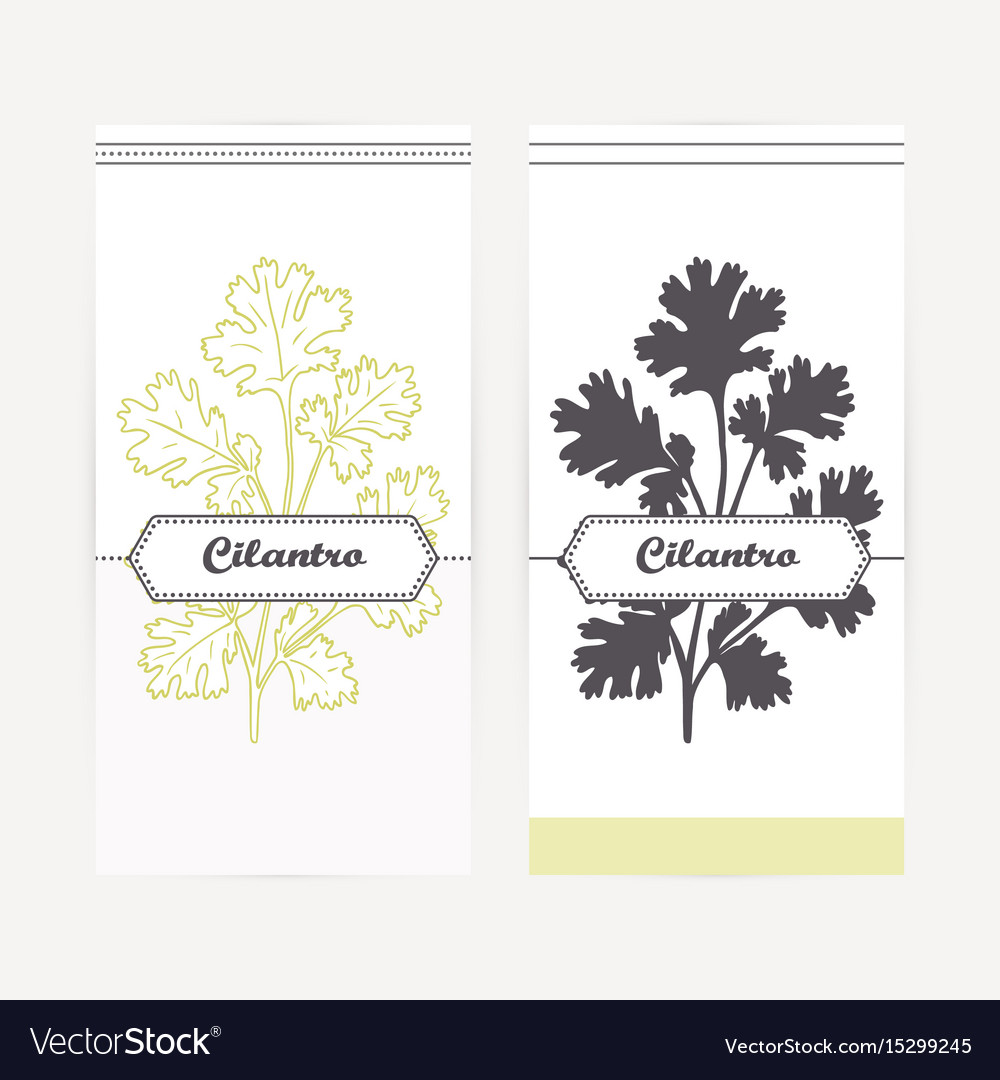 Cilantro in outline and silhouette style