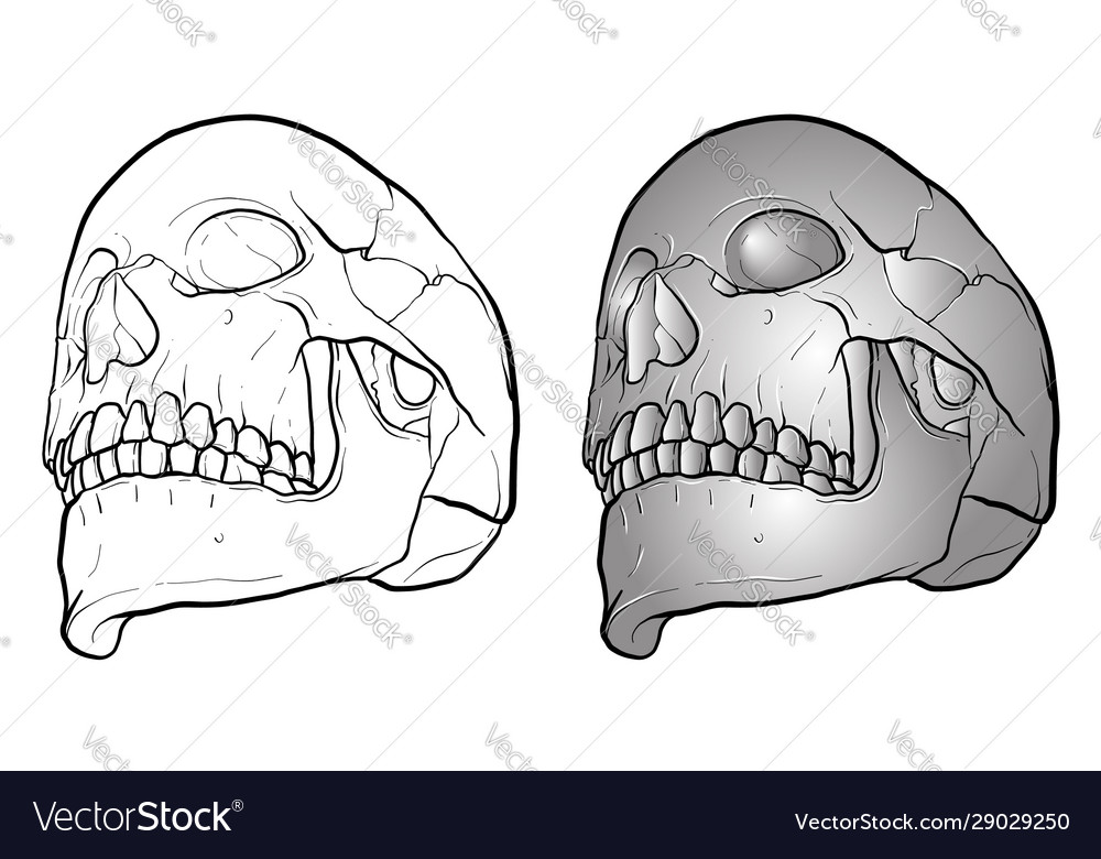 Line draw and gradient color isolate oblique head