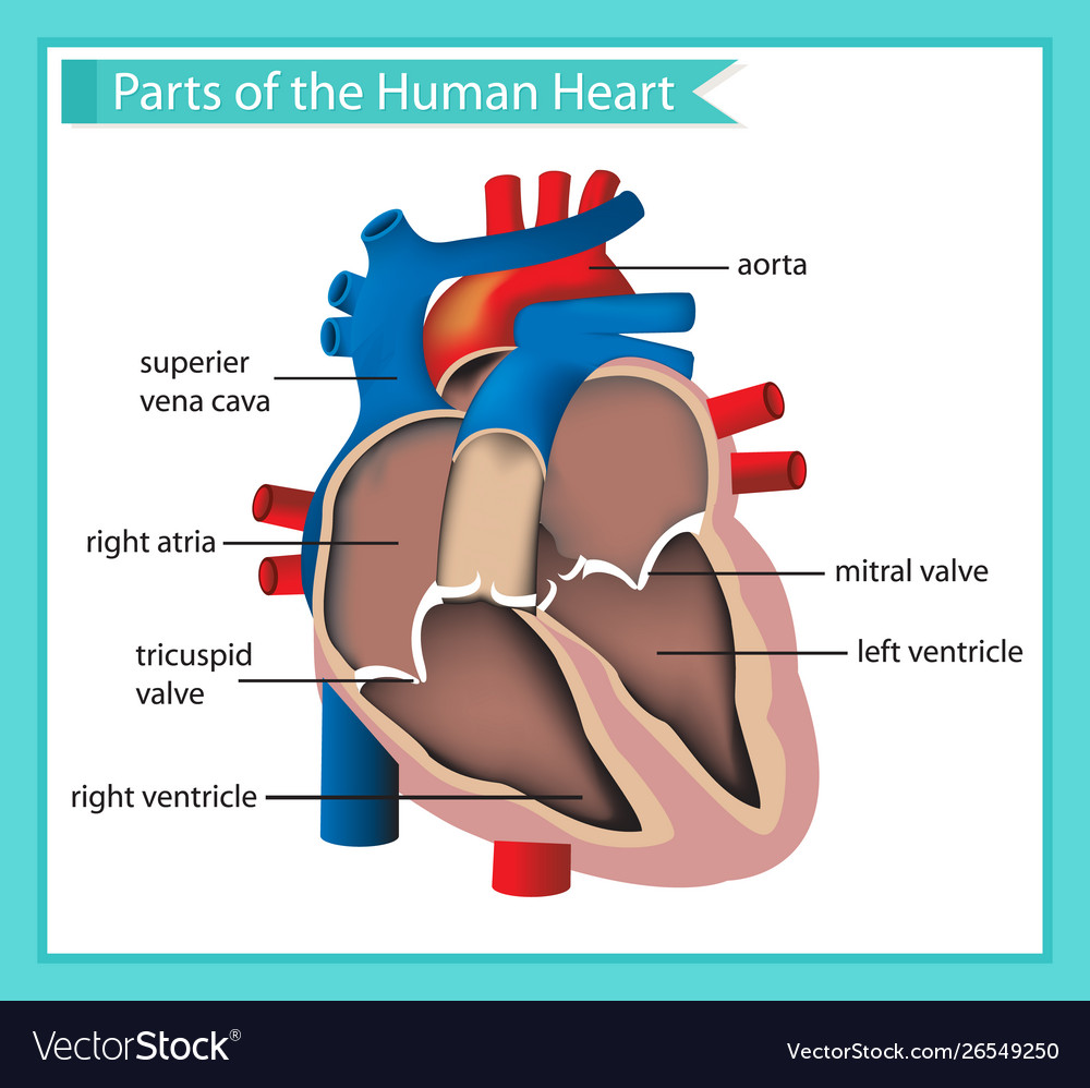 Scientific medical parts human heart Royalty Free Vector