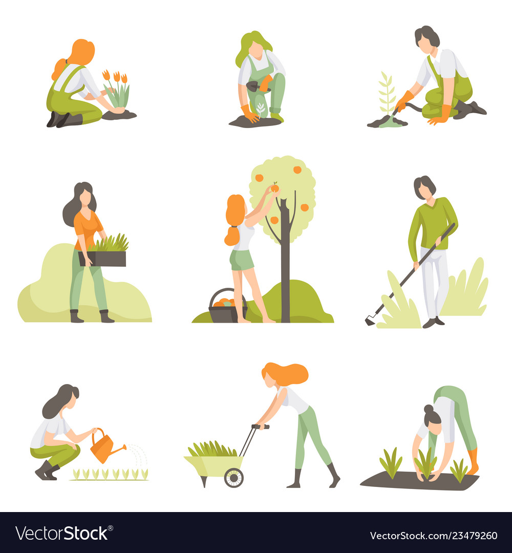 People caring for plants in garden set men Vector Image