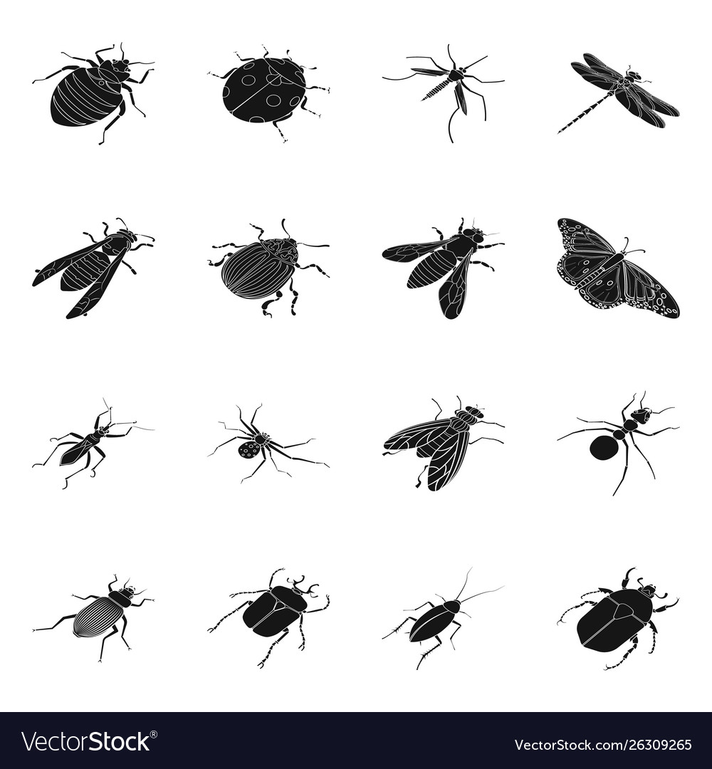 Isolated object wings and wing icon collection Vector Image Isolated object wings and wing icon collection