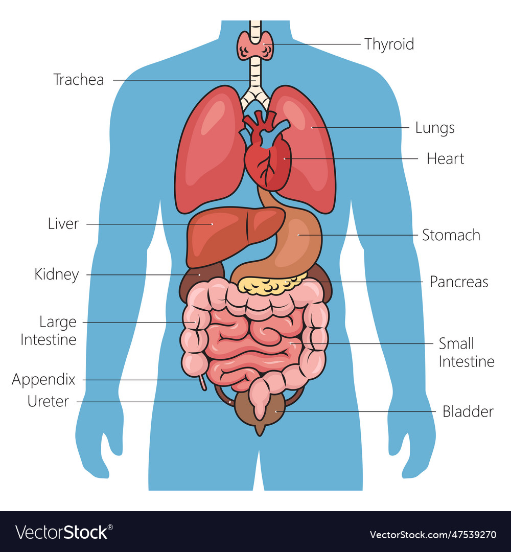 Human Internal Organs Diagram Medical Science Vector Image