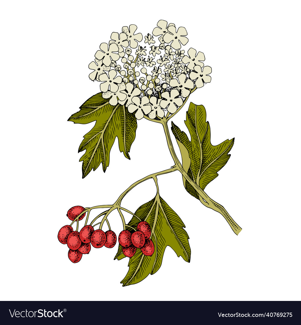 Hand drawn viburnum with berries and blossoms Vector Image