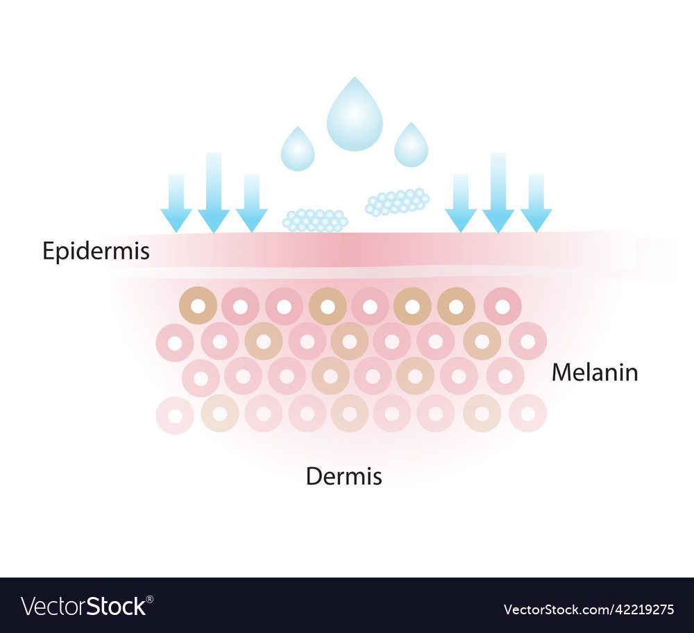 Skincare product doesnt get absorbed into skin Vector Image