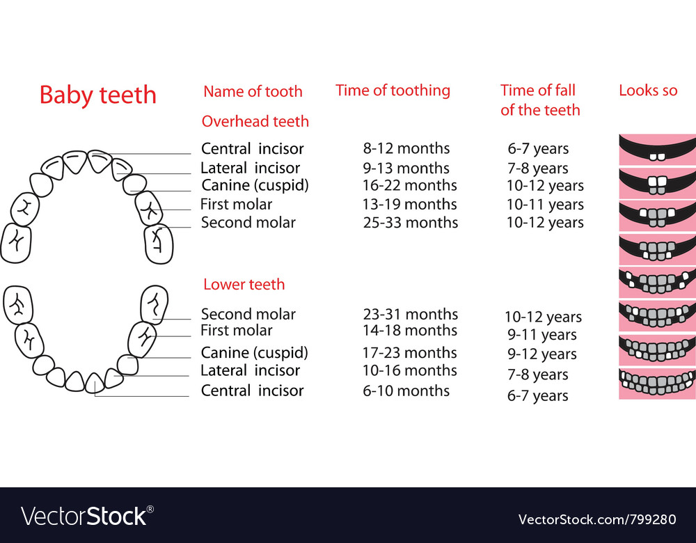 Depicting the sequence of eruption rimary teeth Vector Image