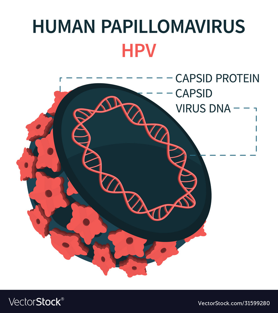 Gallery For Human Papillomavirus Structure | Hot Sex Picture