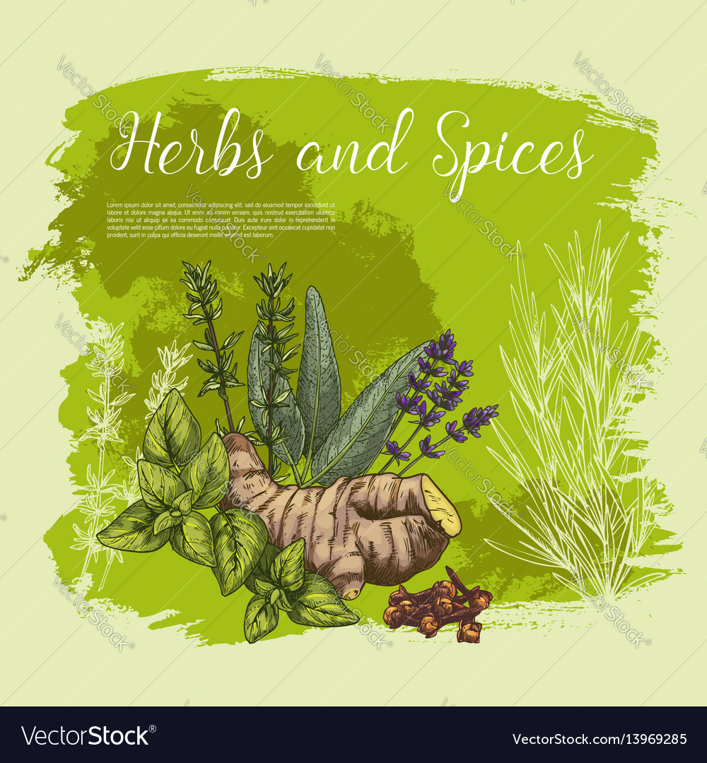 Sketch poster of spices and herbs Royalty Free Vector Image