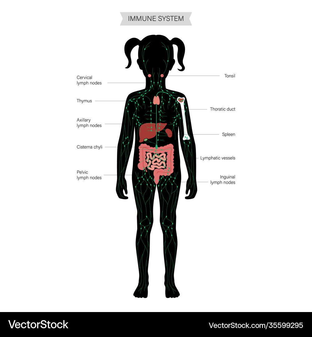 Lymphatic system concept Royalty Free Vector Image
