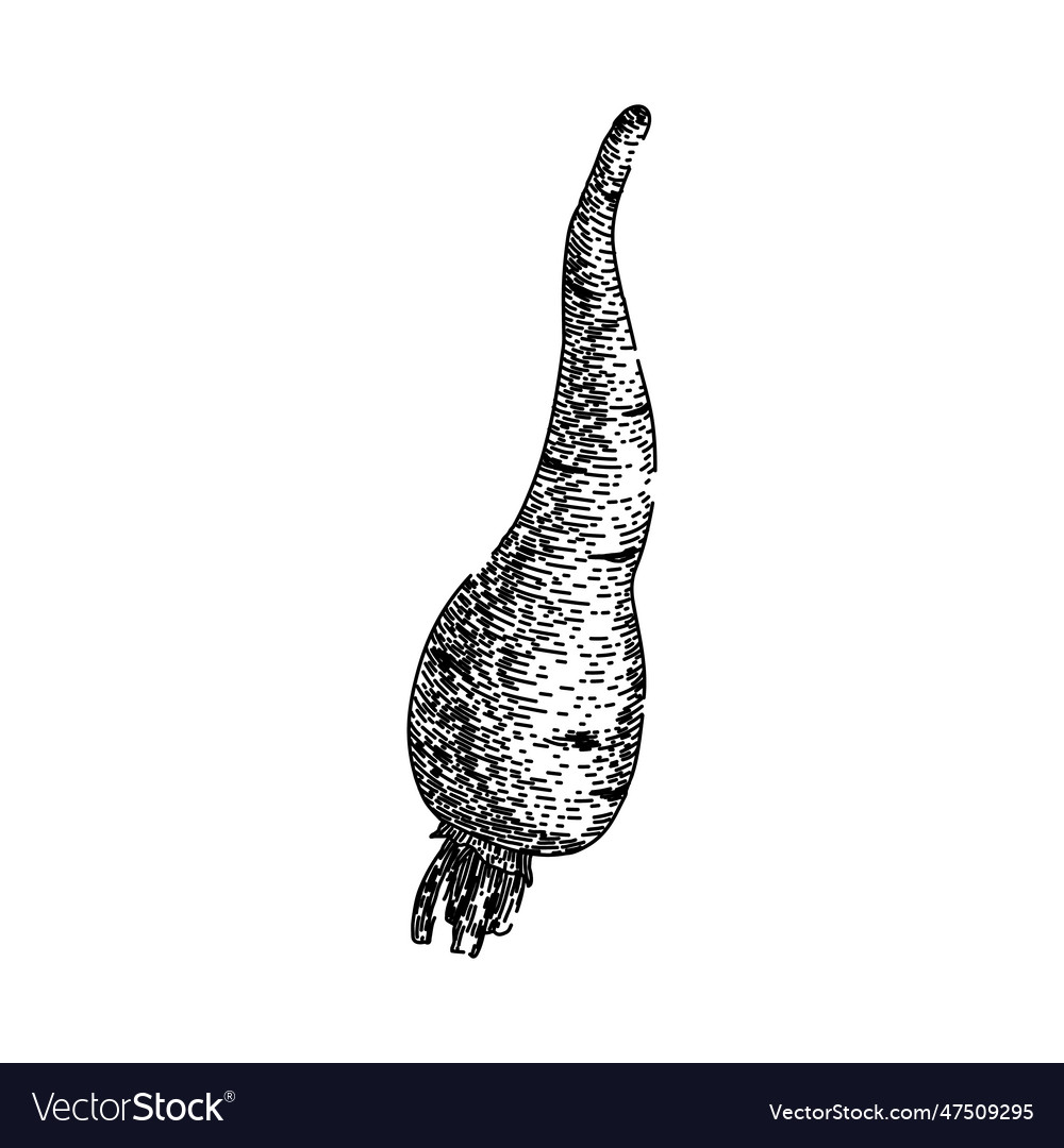 Parsnip root ripe sketch hand drawn Vector Image Parsnip root ripe sketch hand drawn
