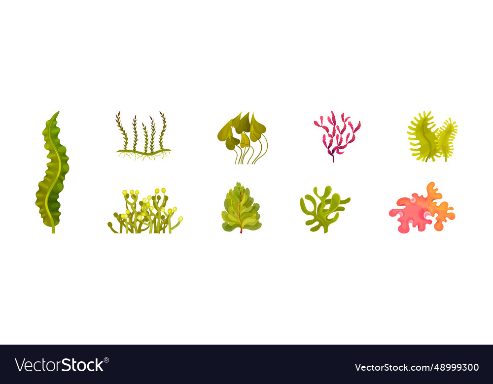 Seaweed and marine algae plant curve set Vector Image