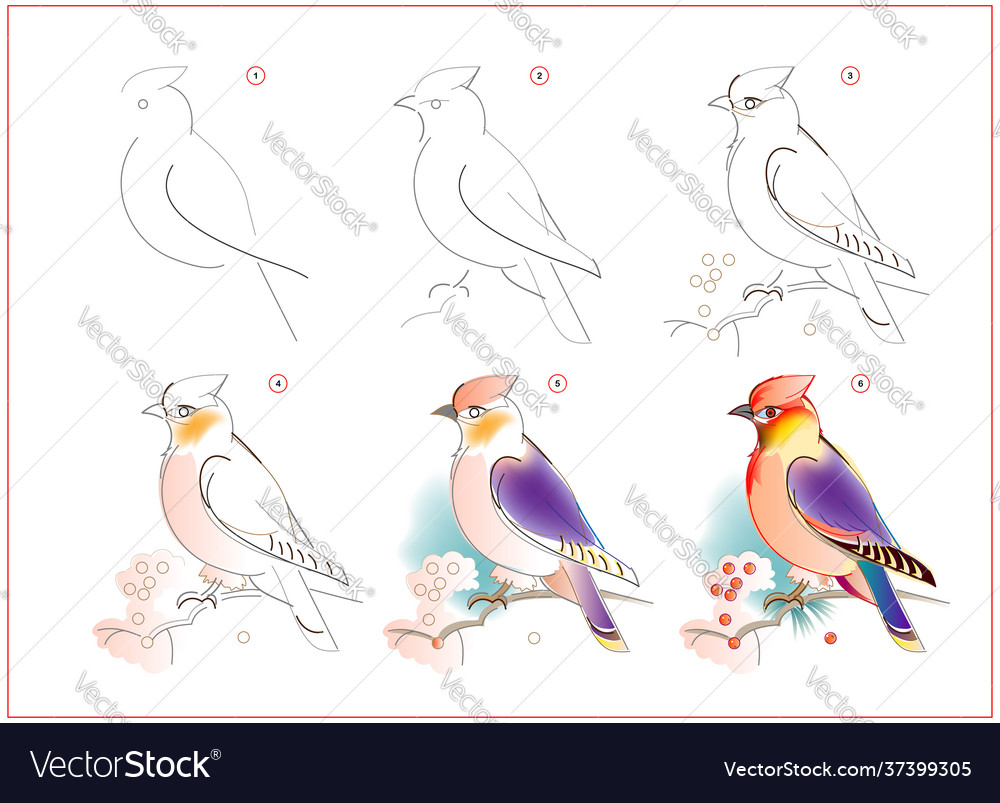 How to learn draw sketch waxwing bird