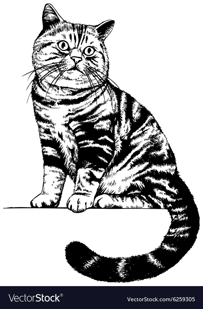 Scottish cat drawing Royalty Free Vector Image