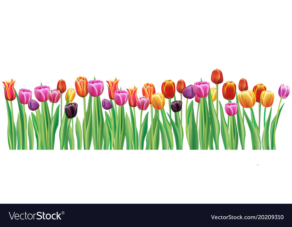  Border  with multicolor tulips  Royalty Free Vector Image