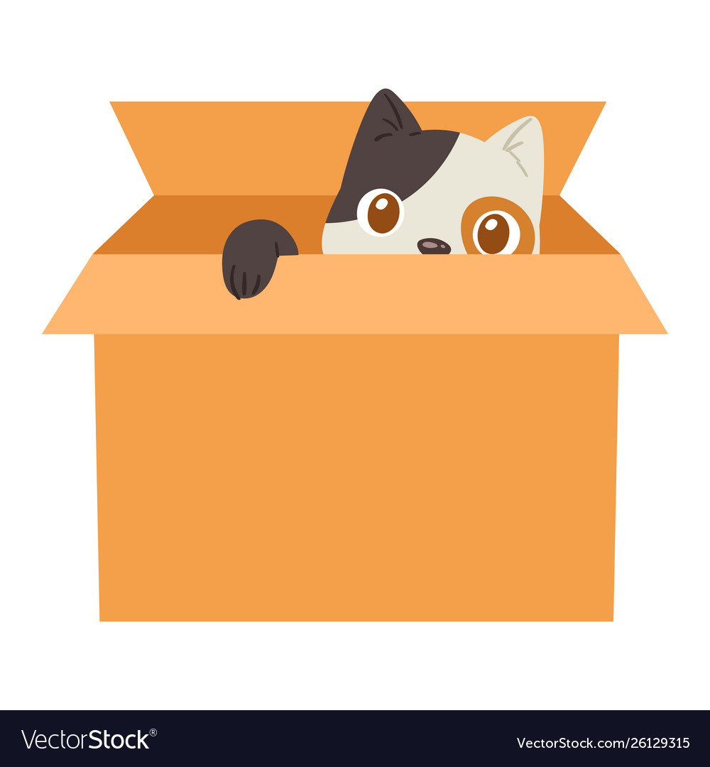 Cat in box kitty pet character domestic vector image Cat in box kitty pet character domestic