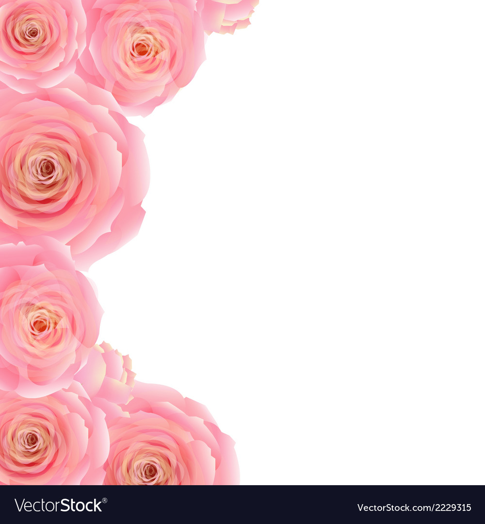 pink roses border