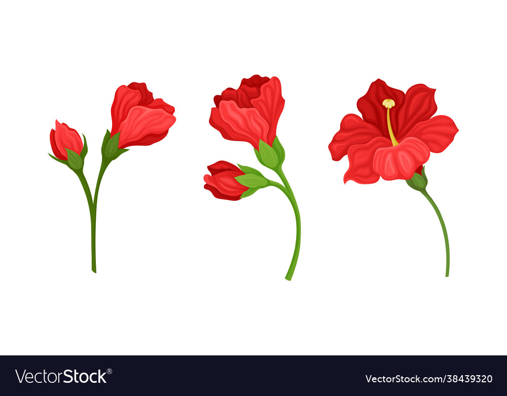 Hibiscus red tropical flower with large petals