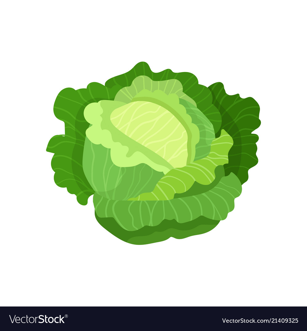 Cabbage With Big Bright Green Leaves Fresh And Vector Image Cabbage With Big Bright Green Leaves Fresh And Vector Image