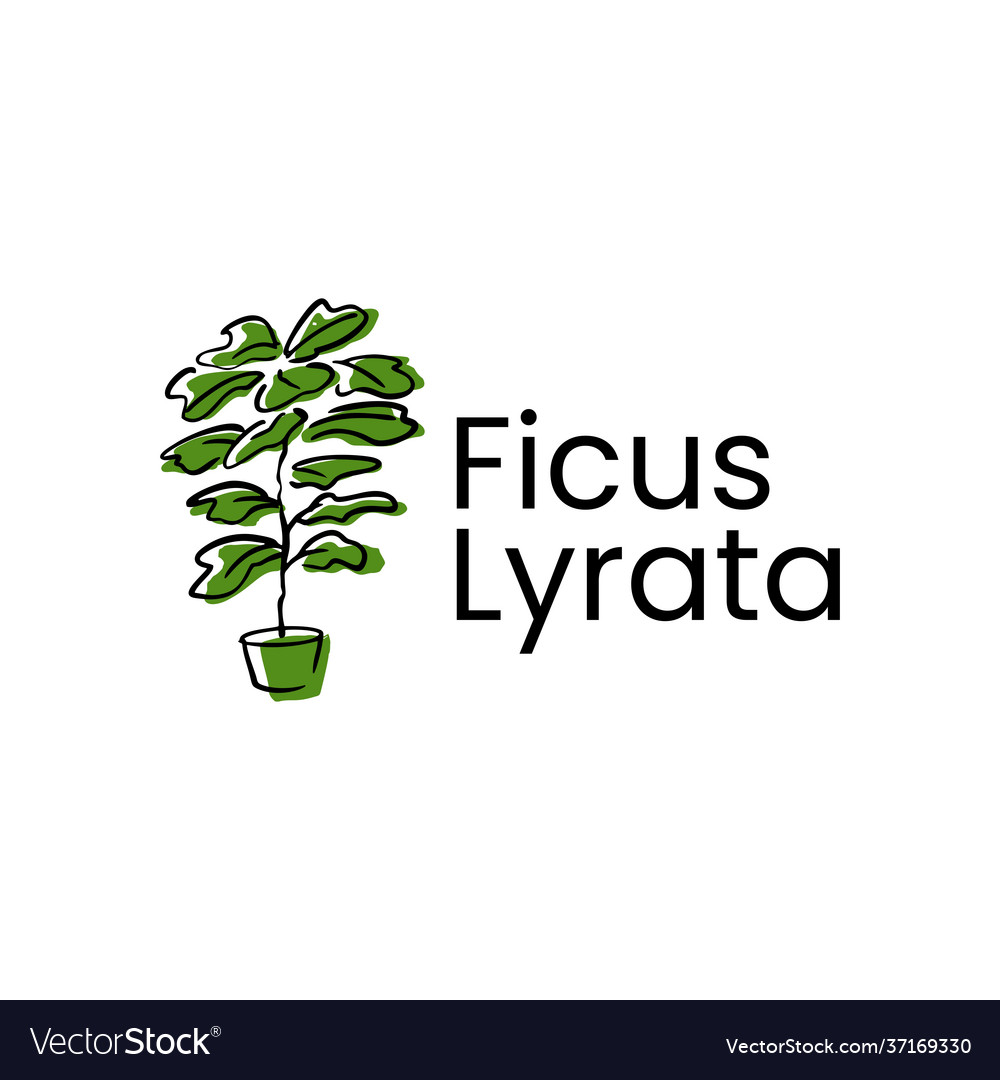 Fiddle leaf fig ficus lyrata logo icon