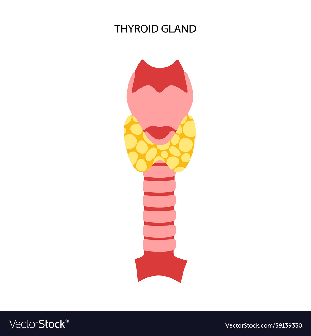 Thyroid gland anatomy Royalty Free Vector Image