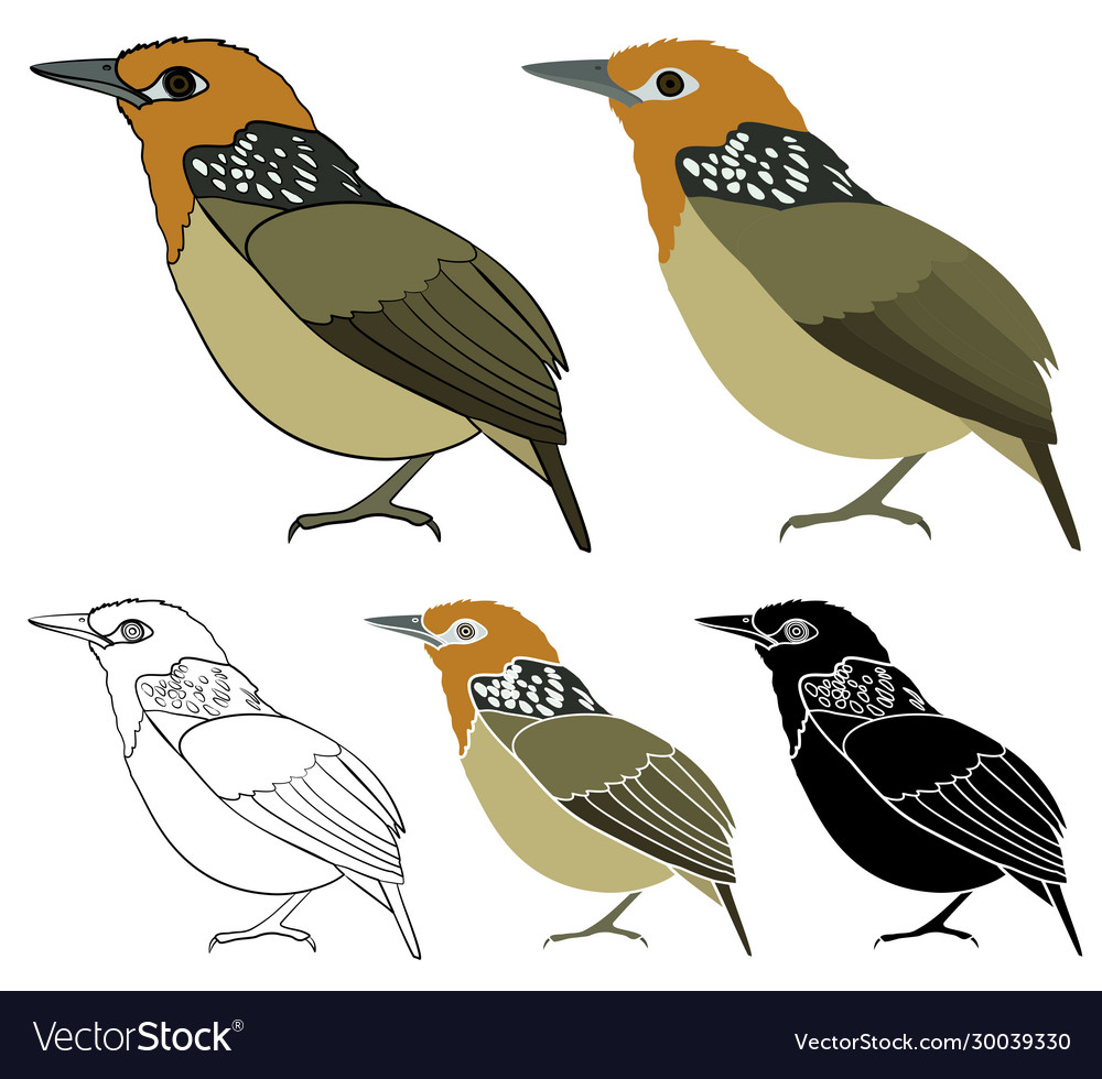 Uirapuru bird in profile view Vector Image Uirapuru bird in profile view