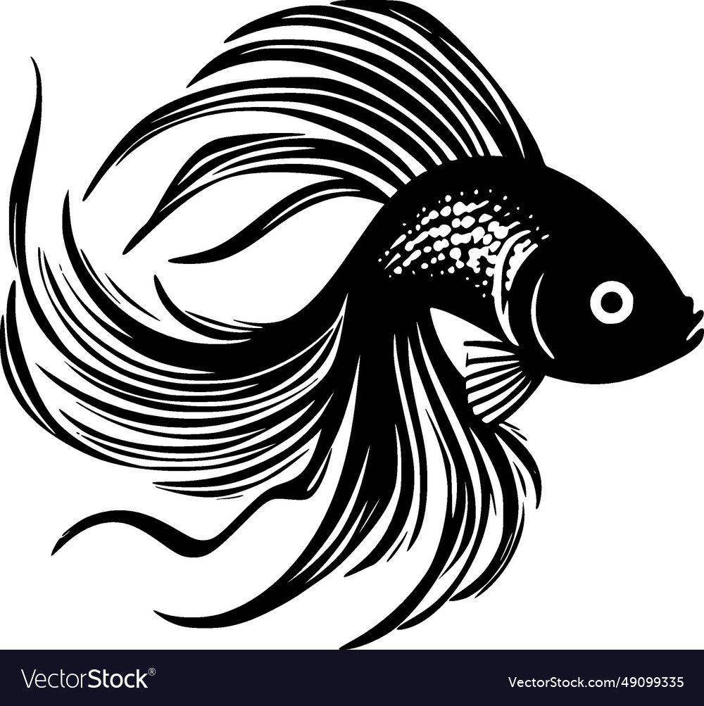 Beta fish - black and white