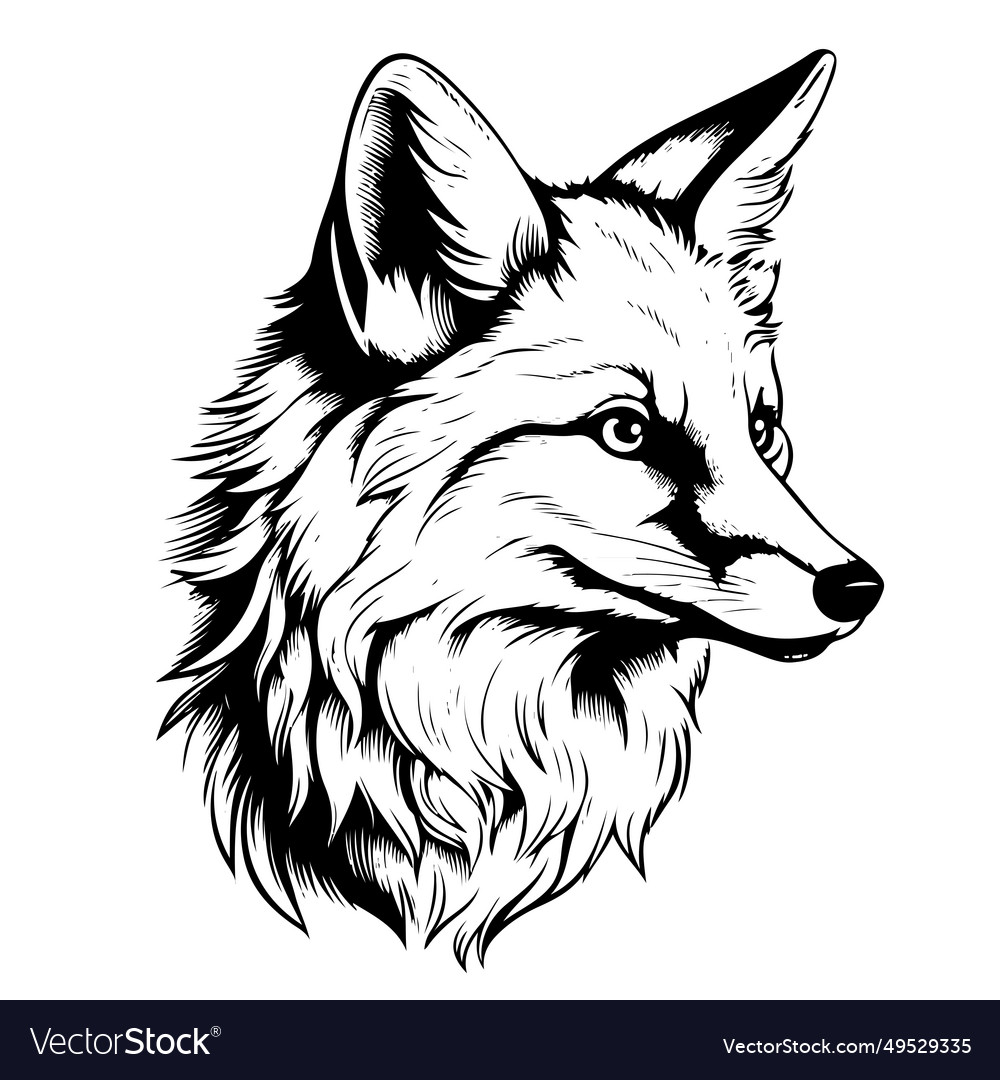 Fox graphic sketch black and white hand-drawn Vector Image