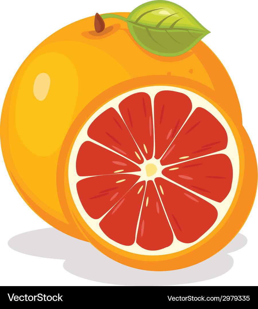 Grape fruit Royalty Free Vector Image - VectorStock