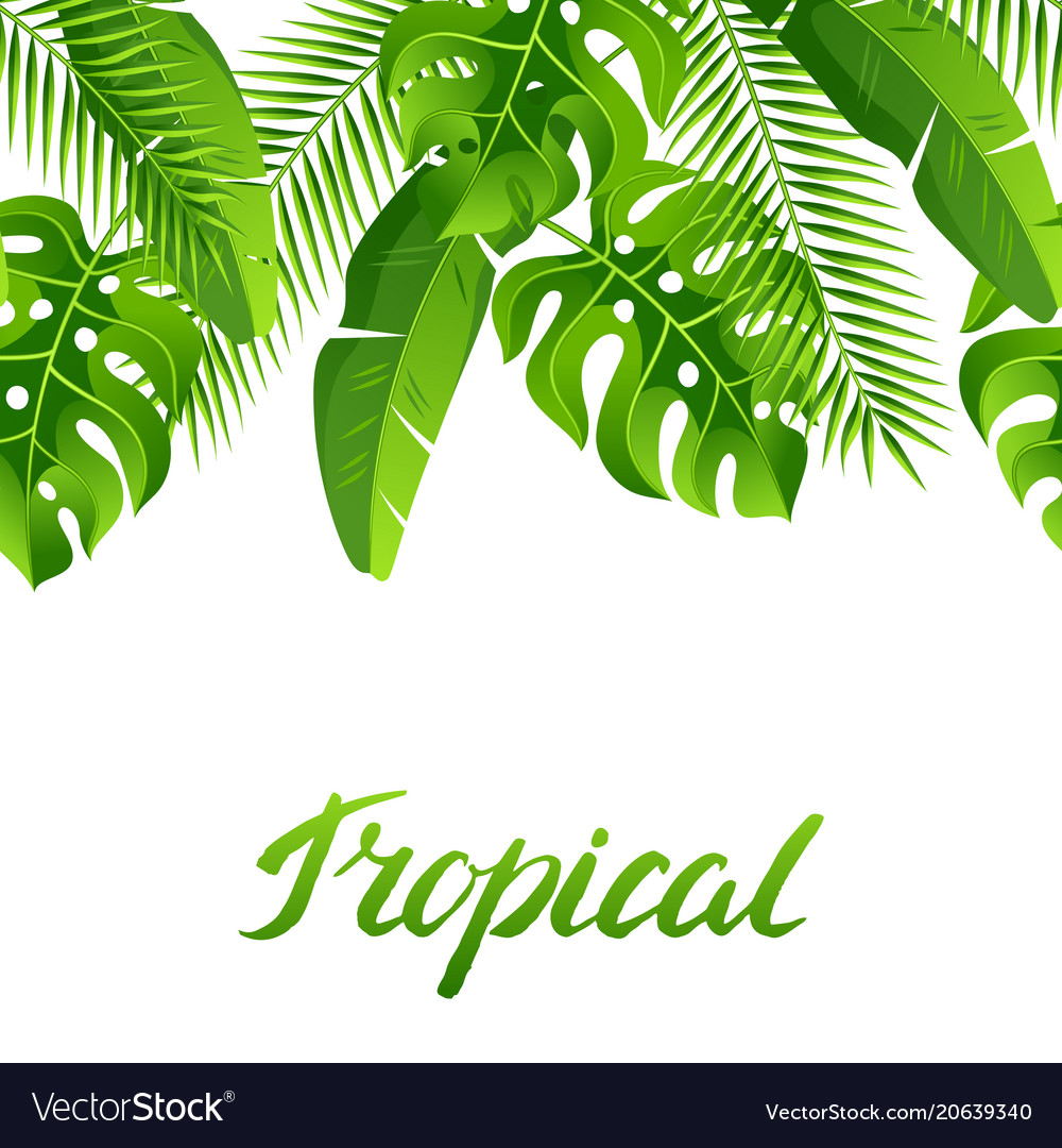 Seamless pattern with tropical palm leaves exotic Vector Image