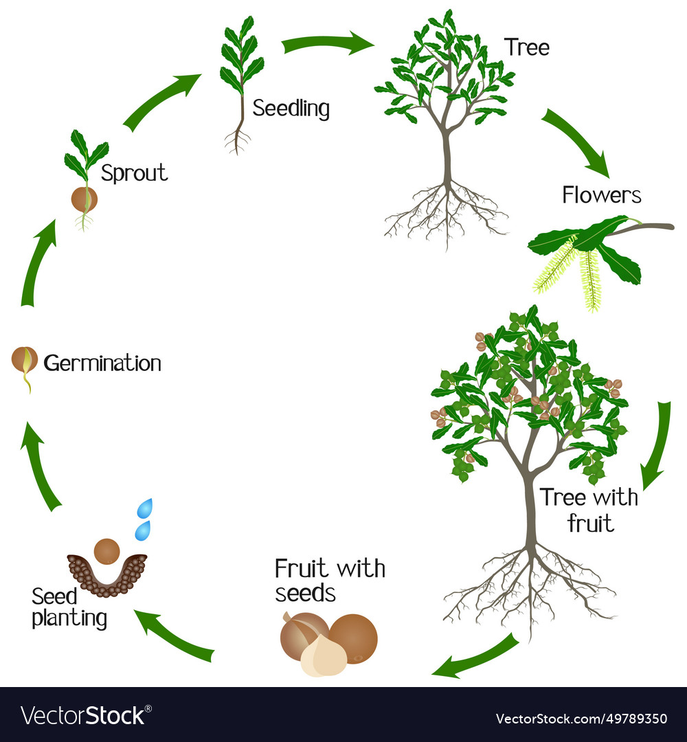 A growth cycle of macadamia tree Royalty Free Vector Image