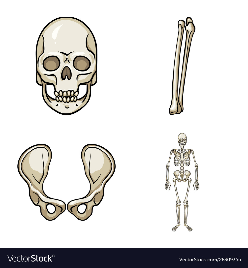 Design bone and skeleton icon set vector image Design bone and skeleton icon set