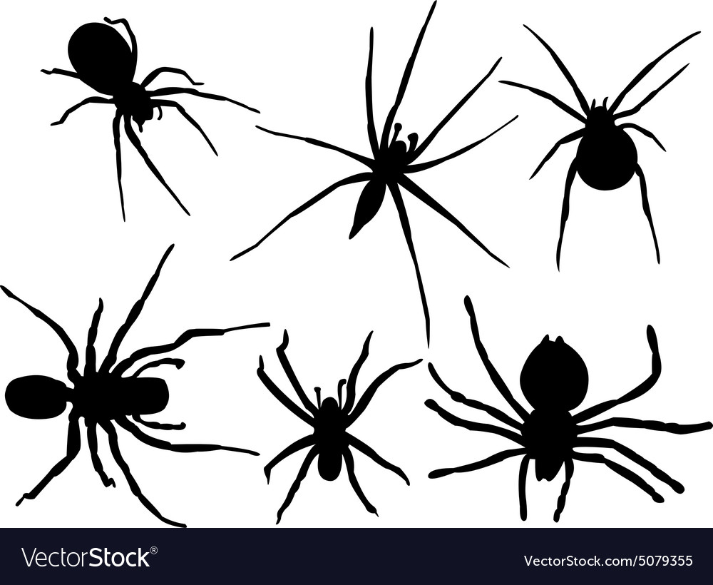 Spider Royalty Free Vector Image - VectorStock