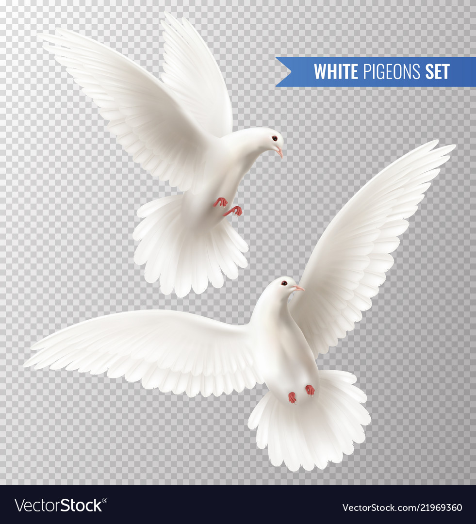 White dove set Royalty Free Vector Image - VectorStock