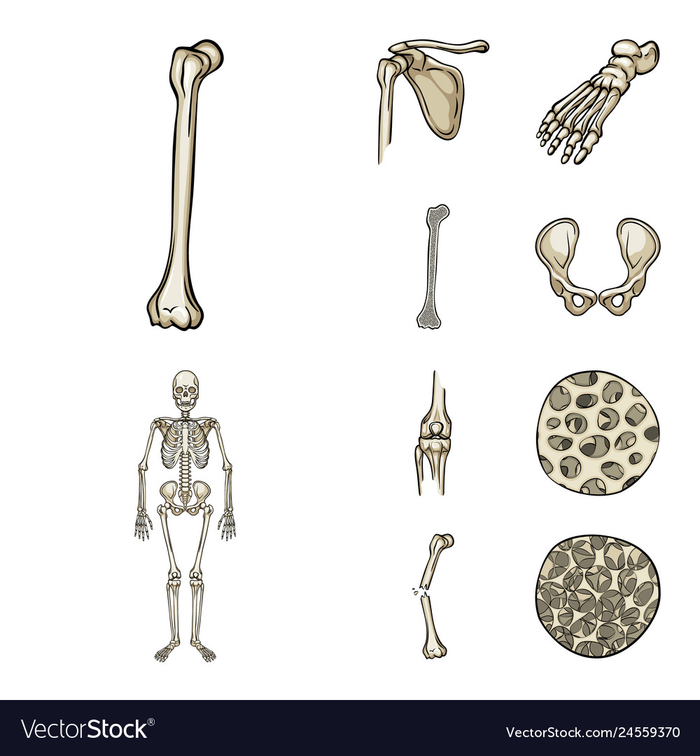 Bone and Skeleton Symbol Set