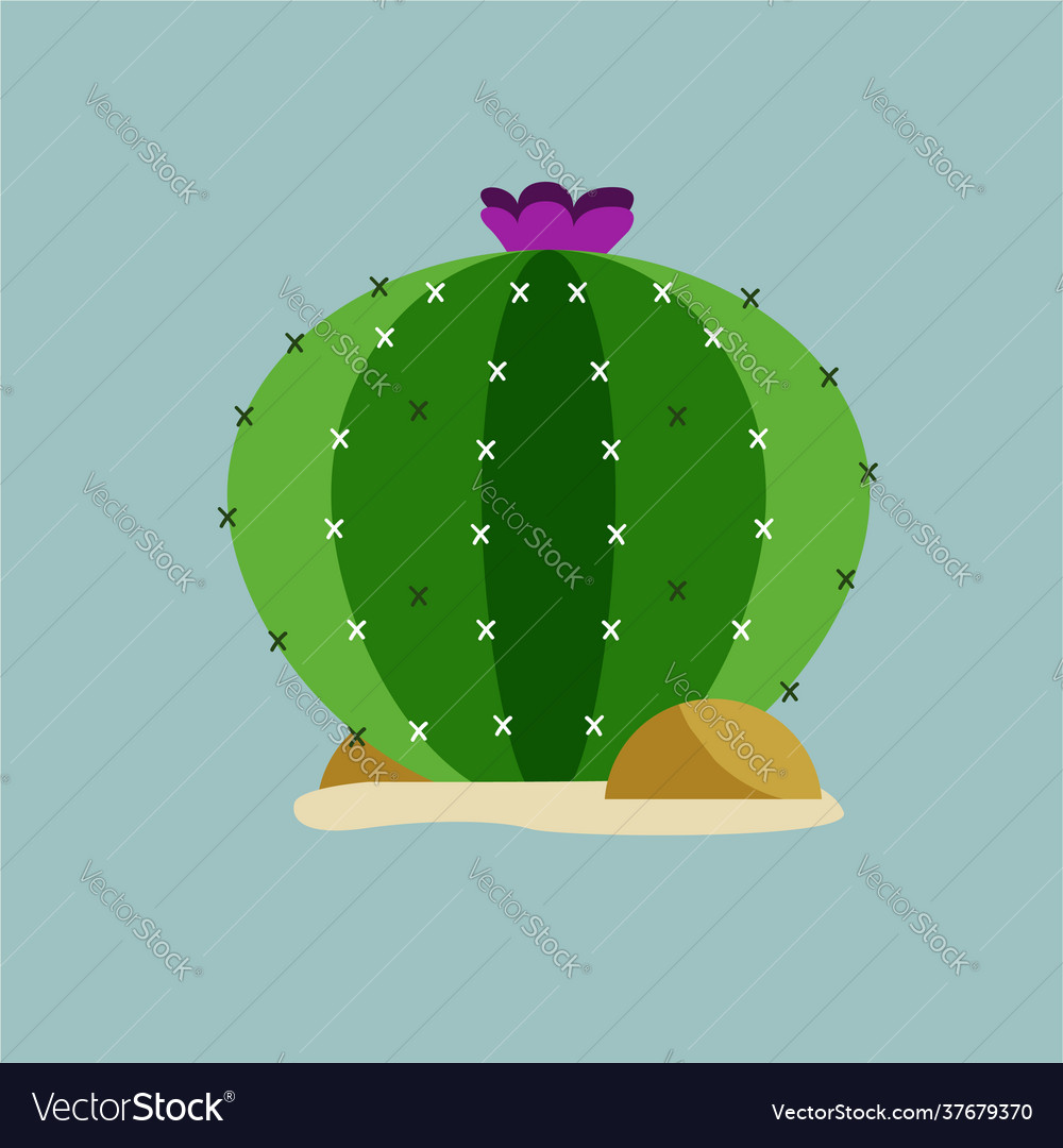 Funny style cactus plant