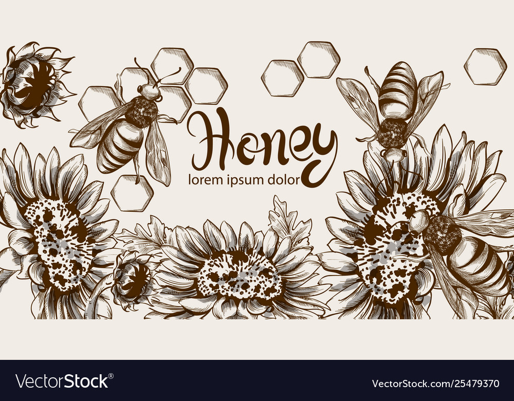 Honey Bees And Sunflowers Line Art Card Royalty Free Vector 6147