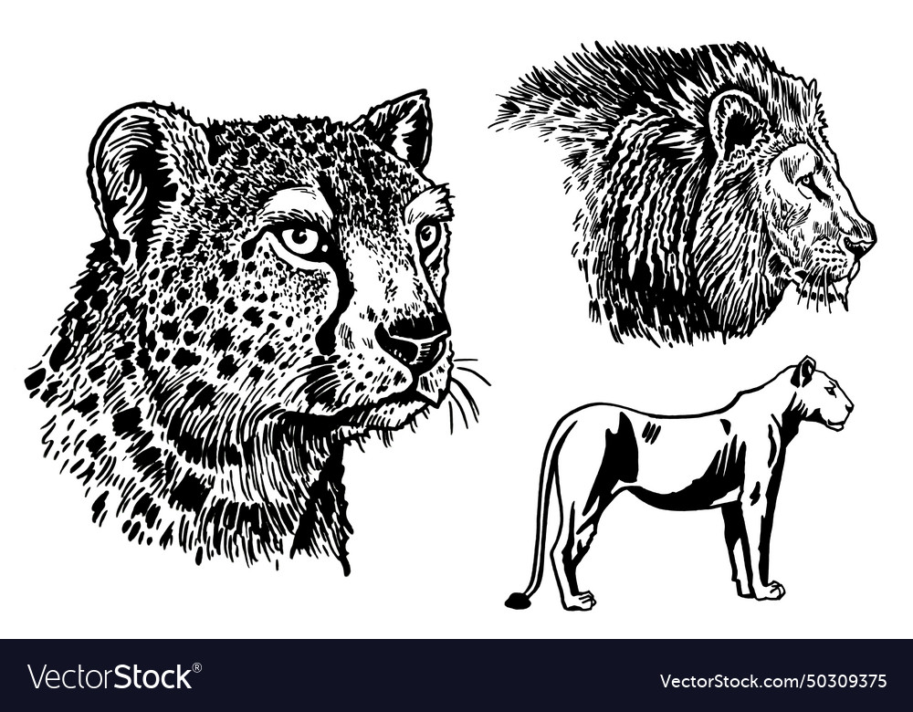 Graphical set of wild cats leopard lion