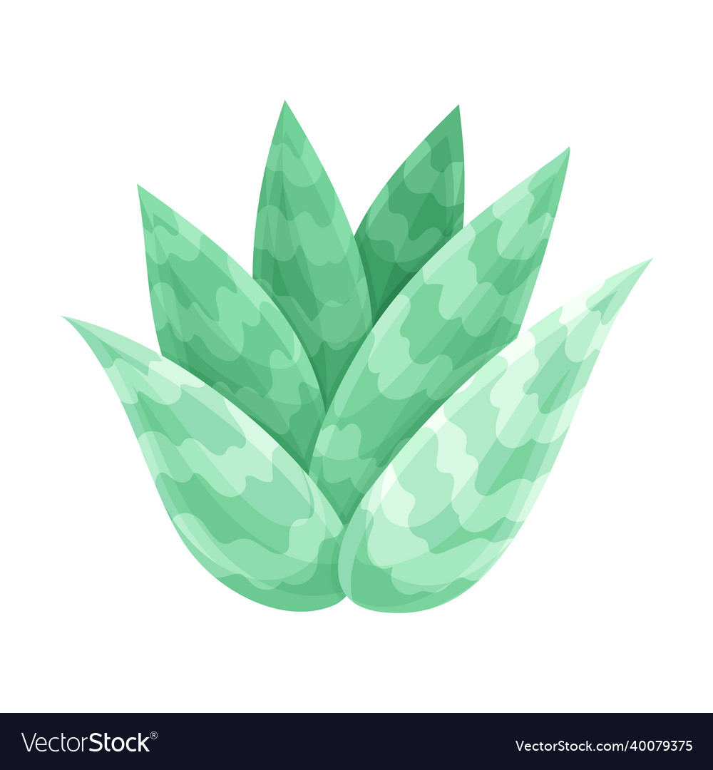 Green succulent indoor plant trendy home office vector image Green succulent indoor plant trendy home office