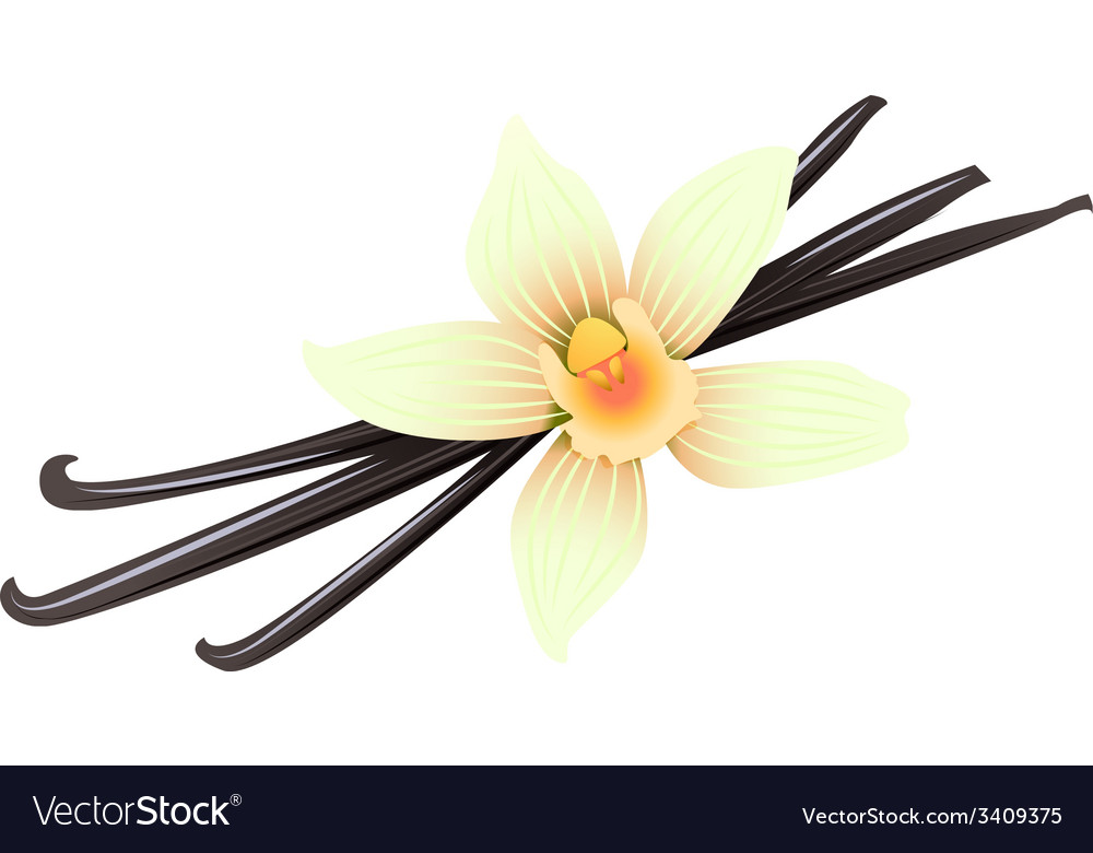 Vanilla pods and flower