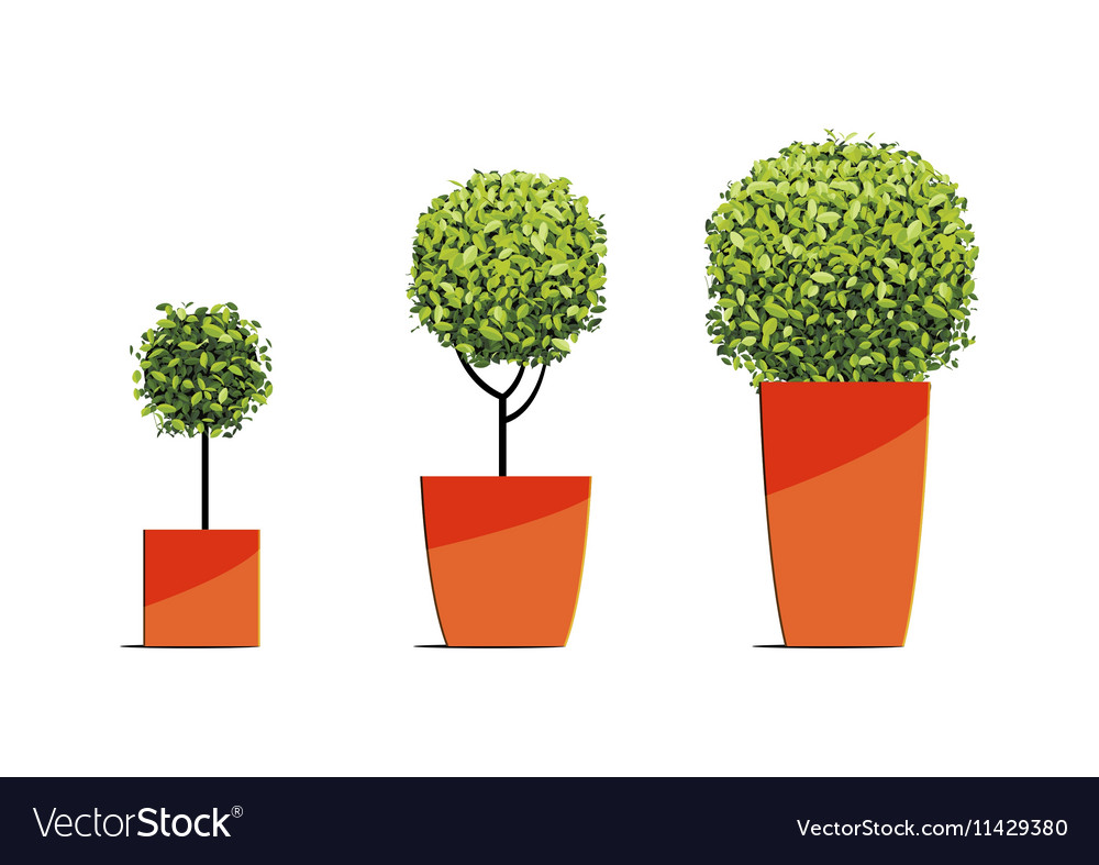 Tree round shape in pots isolated on white