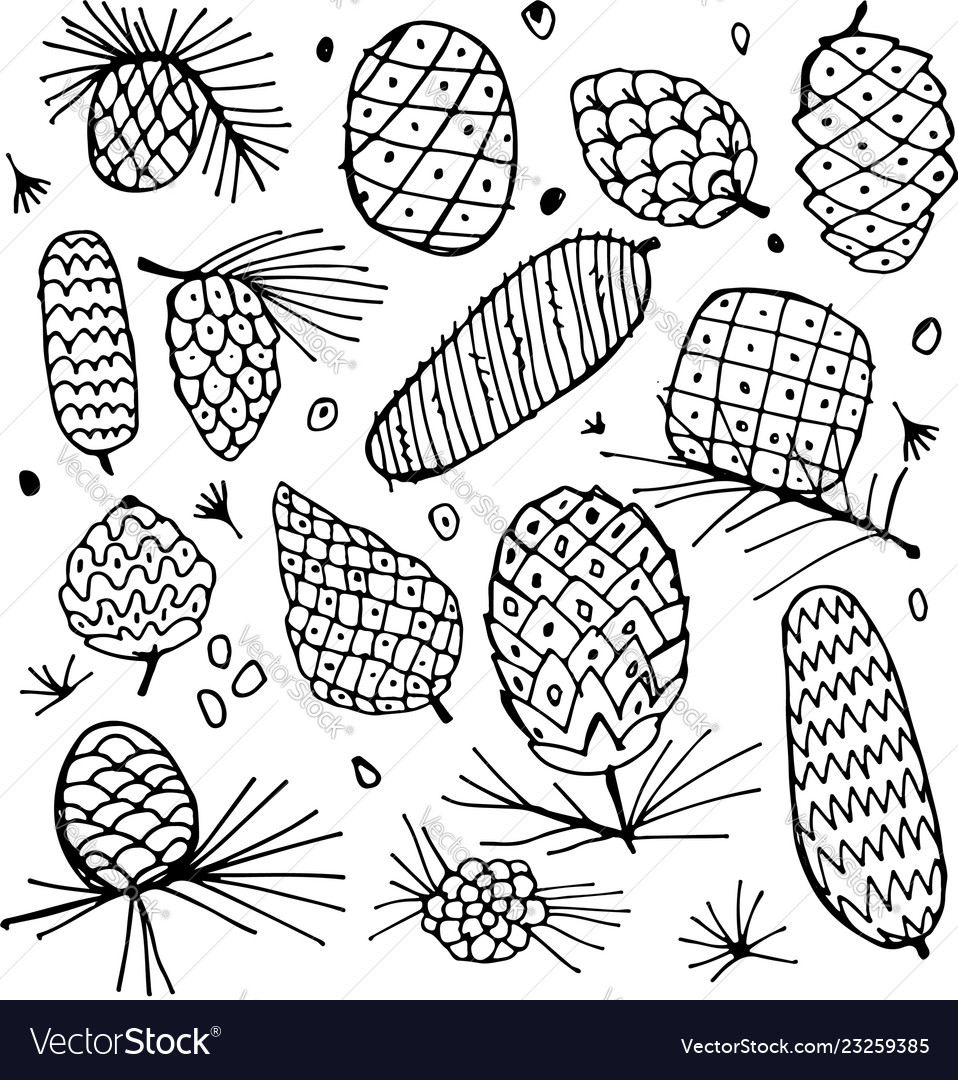 Cedar cone background sketch for your design vector image Cedar cone background sketch for your design