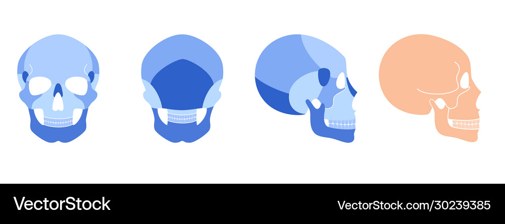 Human skull anatomy Royalty Free Vector Image - VectorStock